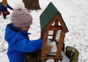 dziewczynka sypie ziarno do karmnika