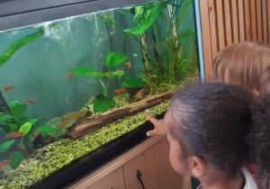 dziewczynka ogląda rybki